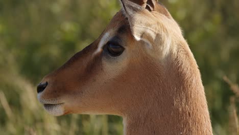 close-up-of-Impala,-extending-toung-and-flicking-ears