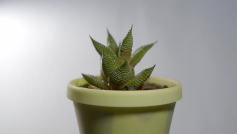 Small-succulent-plant-in-green-pot-slowly-rotating-on-grey-background