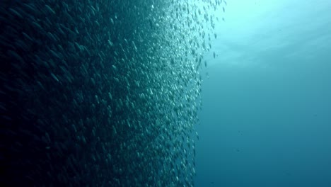 Huge-sardine-school,-forming-a-bait-ball-with-millions