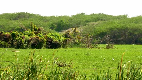 Aves-Raras-En-El-Parque-Nacional-De-Humedales-De-Bundala,-Sri-Lanka