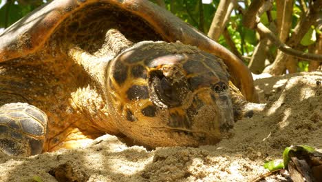 Very-close-up-shot-of-hawksbill-turtle-head-on-beach,-digging-hole-and-laying-eggs
