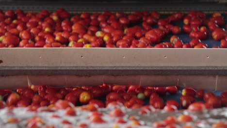 Línea-De-Producción-De-Tomates:-Tomates-Procesados-En-Una-Fábrica,-Estados-Unidos