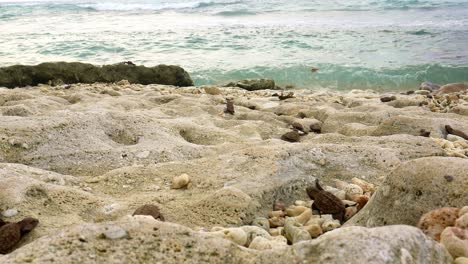 Turtle-babies-crawling-over-rocks-down-the-beach-towards-the-water