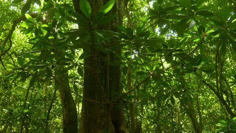 Primary-and-secondary-growth-in-rainforest
