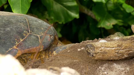 Sea-Turtle-hidden-behind-vegetation-on-beach