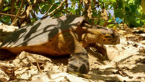 Sea-turtle-digging-nest-for-hatchlings