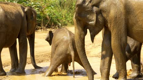 Bebé-Elefante-Juega-Y-Orina-En-Un-Charco-De-Agua-De-Lluvia