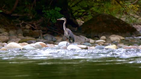 Great-blue-heron-standing-in-river-to-fish-for-salmon