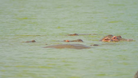 Wilde-Flusspferde-Durchbrechen-Die-Wasseroberfläche,-Um-In-Zeitlupe-Nach-Raubtieren-Ausschau-Zu-Halten