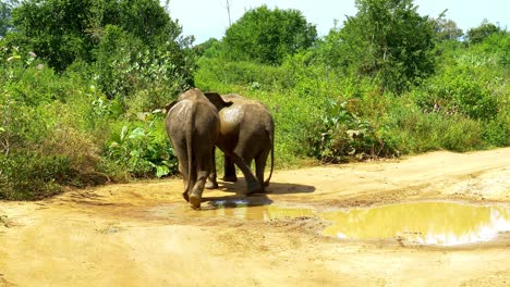 Zwei-Asiatische-Elefanten-Kämpfen-Auf-Der-Straße-Im-Srilankischen-Nationalpark