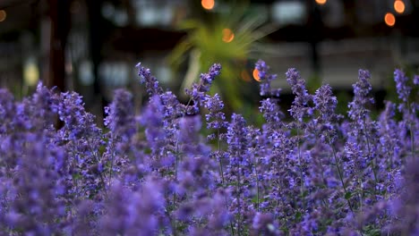 Beautiful-urban-Lavender-field-with-bee-s-flying-in-and-out