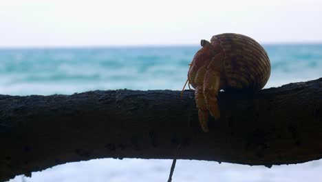 Hermit-Crab-balancing-on-log,-looking-around