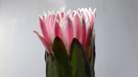 Nahaufnahme-Der-Protea-Blume,-Die-Sich-Auf-Einem-Grauen-Hintergrund-Dreht