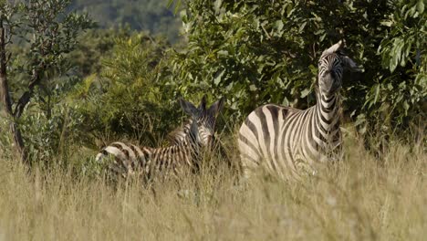 Junge-Und-Erwachsene-Zebras-In-Zeitlupe