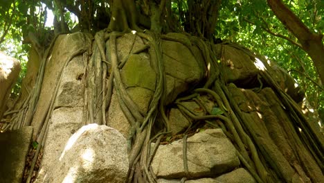 Wurzeln-Eines-Gigantischen-Baums-Um-Felsen-Im-Tropischen-Wald