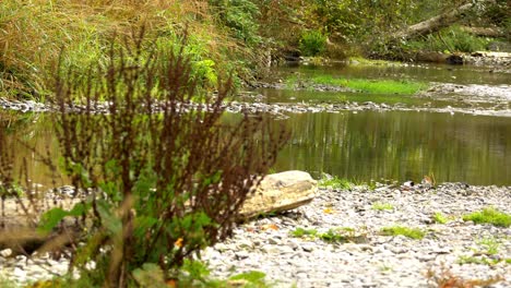 Establisher-of-environment-around-dry-creek-or-river
