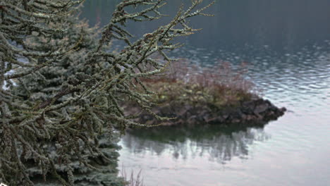 Calm-nature-scene-with-a-pine-tree,-small-island-detail-on-the-waters,-ripples-on-the-surface