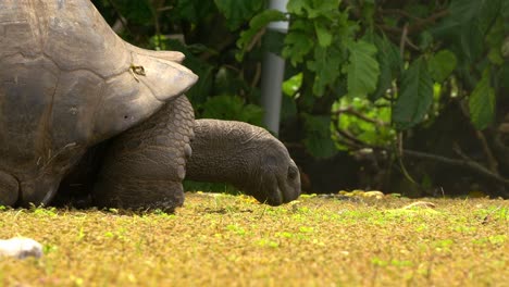 Tortuga-Gigante-Aldabra-En-Seychelles-Comiendo-Hierba-Con-Cuidado