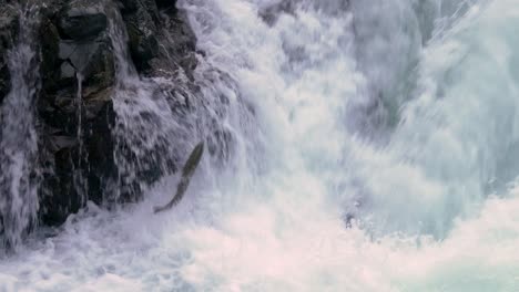 Salmon-jumping-high-to-climb-waterfall,-failing-and-succeeding