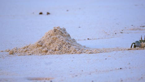 Crab-comes-out-of-entrance-of-burrow-on-beach