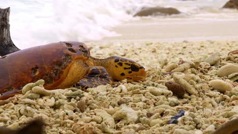 Meeresschildkröte-Kämpft-Darum,-über-Felsen-Und-Steine-Zu-Kriechen,-Um-Den-Strand-Zu-Erreichen