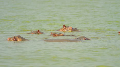 Group-of-hippos-swimming-in-deep-lake-keeping-cool-with-their-eyes-above-water