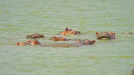 Hippos-with-their-eyes-just-above-water-watching-for-predators-in-deep-lake-water
