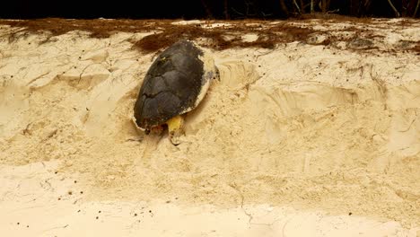 Sea-Turtle-climbing-steep-sandy-hill-to-lay-eggs