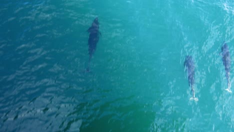 Three-right-whale-dolphins-swim-beneath-boat