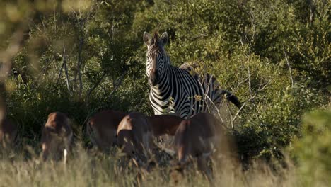 Zebra,-Das-In-Die-Kamera-Starrt-Und-Auf-Gras-Kaut,-Mit-Impala-Weibchen-Und-Trockenem-Gras-Im-Vordergrund