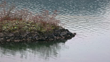 Peaceful-scene-small-rocky-island,-stones,-and-grass,-as-ducks,-ducklings-swimming-on-calm-waters
