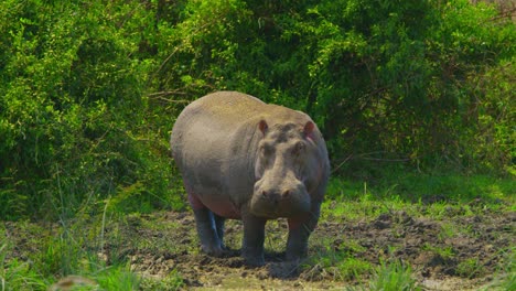 Hipopótamo-Salvaje-En-Estado-Salvaje-En-Uganda,-Un-Animal-Enorme-Que-Mira-Hacia-Un-Pantano