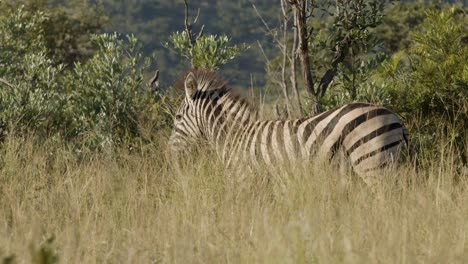 Zebra-walking-through-the-grass-in-slow-motion