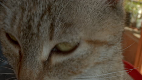 Close-Up-of-A-Cats-Nose