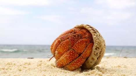 Great-orange-hermit-crab-crawls-out-of-shell-and-away