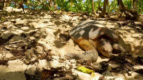 Wide-shut-of-sea-turtle-in-sand,-building-a-nest