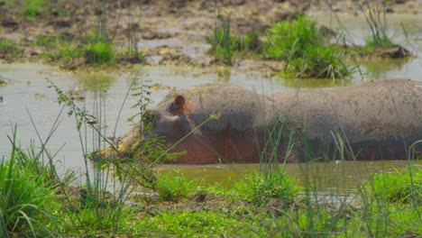 Wild-Hippo-floats-in-muddy-smap,-Senegal-Uganda,-Africa