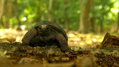 Baby-tortoise-crawls-towards-camera,-over-branches