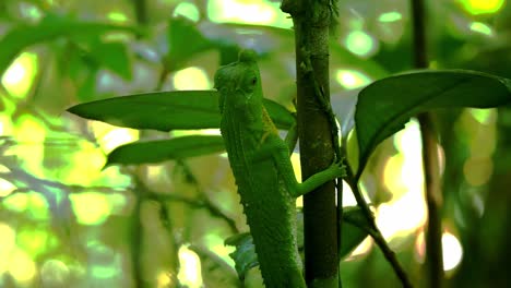 Green-horned-lizard-in-Sri-Lankan-Rainforest