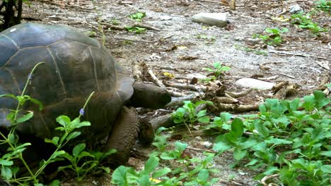 Aldabra-Riesenschildkröte-Im-Wald-Der-Seychellen