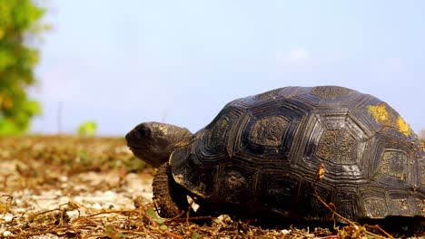 Baby-tortoise-marked-for-scientific-study