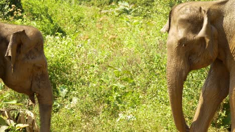 Dos-Elefantes-Jugando-Con-Sus-Trompas
