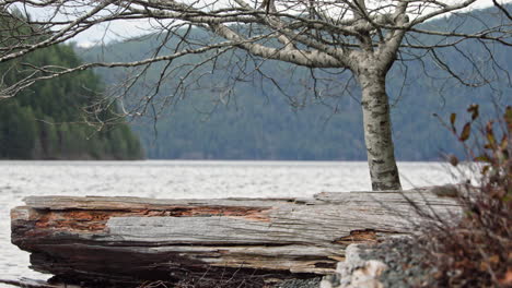 Scenic-View-Of-An-Old-Tree-Bark-And-A-Bare-Tree-On-The-Lakeshore-Of-Lake-Crescent-In-Washington-With-Lush-Mountains-In-The-Background---Static-Shot