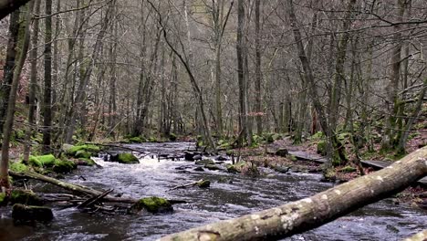 Langsam-Fließender-Fluss,-Der-Im-Herbst-Durch-Einen-Wald-Fließt