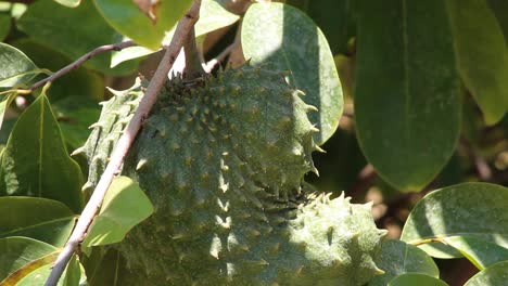 Soursop-hanging-from-a-tree-on-a-sunny-day