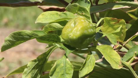 Green-pepper-hanging-from-a-tree-ready-to-harvest