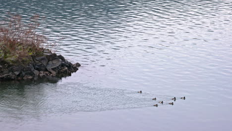 Seren-nature-scene,-ducks,-baby-ducklings-swimming-on-the-water