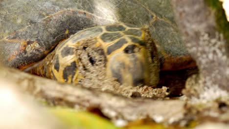 Hawksbill-Turtle-between-shrubs-laying-eggs-in-nest-she-just-build