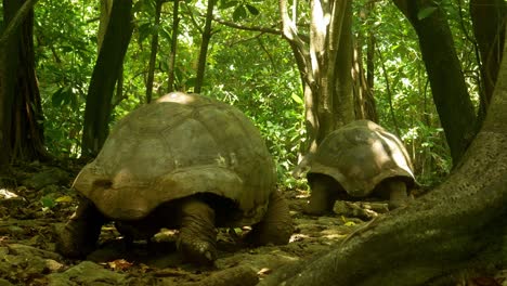 Pareja-De-Tortugas-Gigantes-De-Aldabra-Sigue-A-La-Hembra-Para-Aparearse