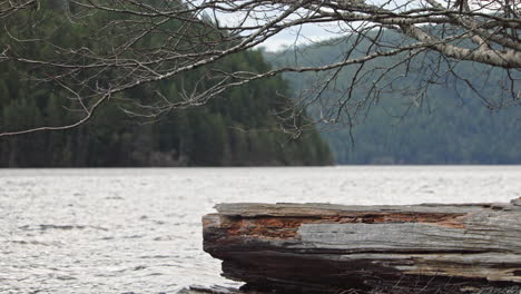 Slow-Pan-Right-View-Across-Fallen-Tree-Beside-Lake-With-Forest-In-The-Background